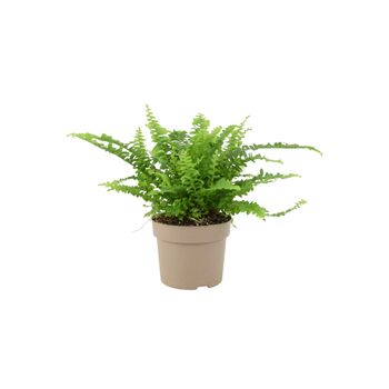 Boston Fern Nephrolepis In 12cm Ceramic Pot, 7 of 9