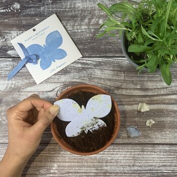 Plant A Butterfly Seed Paper Card, 3 of 6