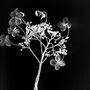 Small Antique Frame: Dried Hydrangea Flower Art Print, thumbnail 2 of 7