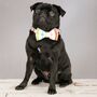 Thurlestone Rainbow Striped Bow Tie And Collar, thumbnail 3 of 6