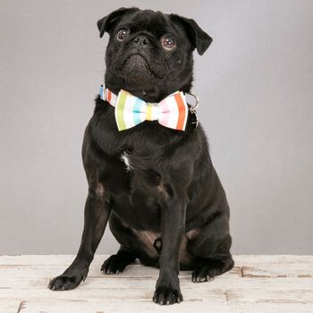 Thurlestone Rainbow Striped Bow Tie And Collar, 3 of 6