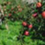 Apple Trees 'Sunset', thumbnail 5 of 12