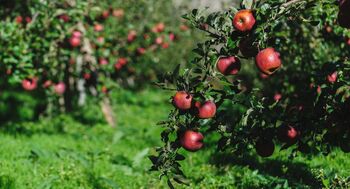 Apple Trees 'Sunset', 5 of 12