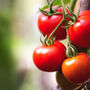 Tomato Plants 'Gardener's Delight' 12 X Plug Plant Pack, thumbnail 1 of 3
