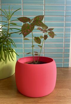 3D Printed Vibrant Plant Pot – Lightweight And Strong, 3 of 7