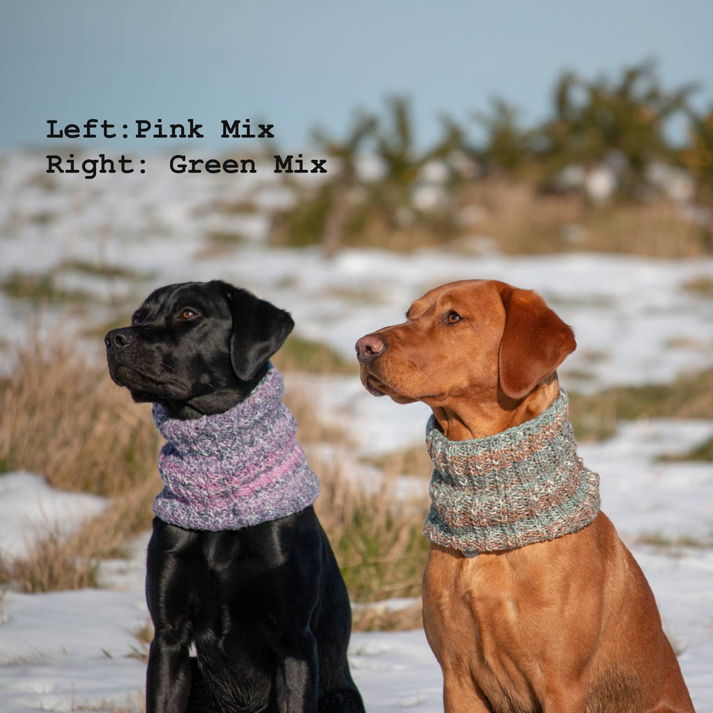 woollen snood for dog by the dandy dog company