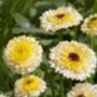 Calendula 'Snow Princess' Seeds, thumbnail 3 of 4