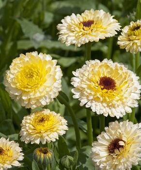 Calendula 'Snow Princess' Seeds, 3 of 4