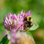 Wildflower Seeds For British Bees Collection Of Six Mixes, thumbnail 7 of 12