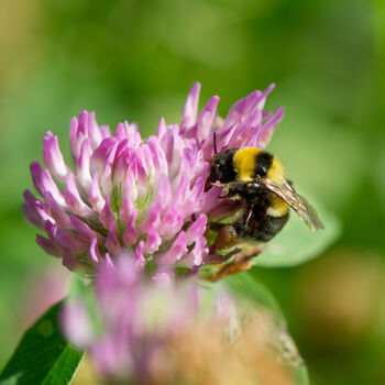 Wildflower Seeds For British Bees Collection Of Six Mixes, 7 of 12