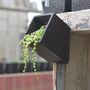 Black Concrete Planter With Choice Of Plant, thumbnail 2 of 8