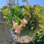 Aged Blue And White Ceramic Hanging Plant Pot Planter, thumbnail 3 of 5