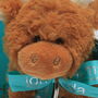 Scottish Highland Brown Cow Toy, Personalised, Boxed, thumbnail 4 of 9