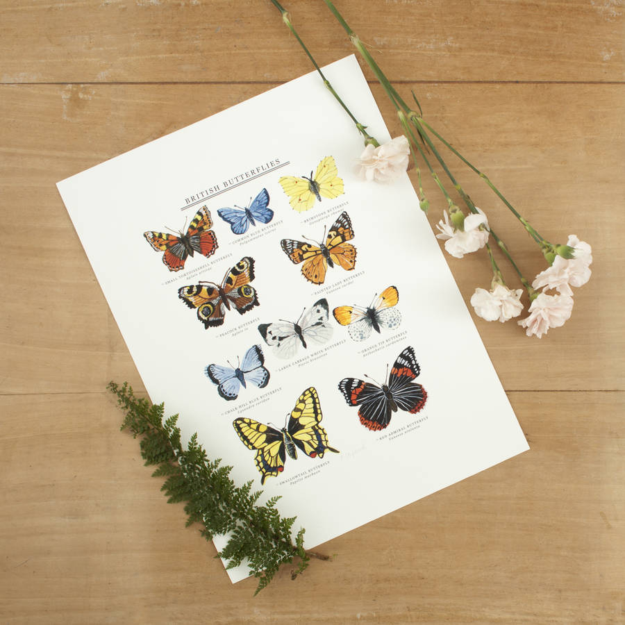 british butterflies illustrated giclée print by little paisley designs ...