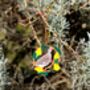 Partridge And Pears Christmas Decoration, thumbnail 2 of 4