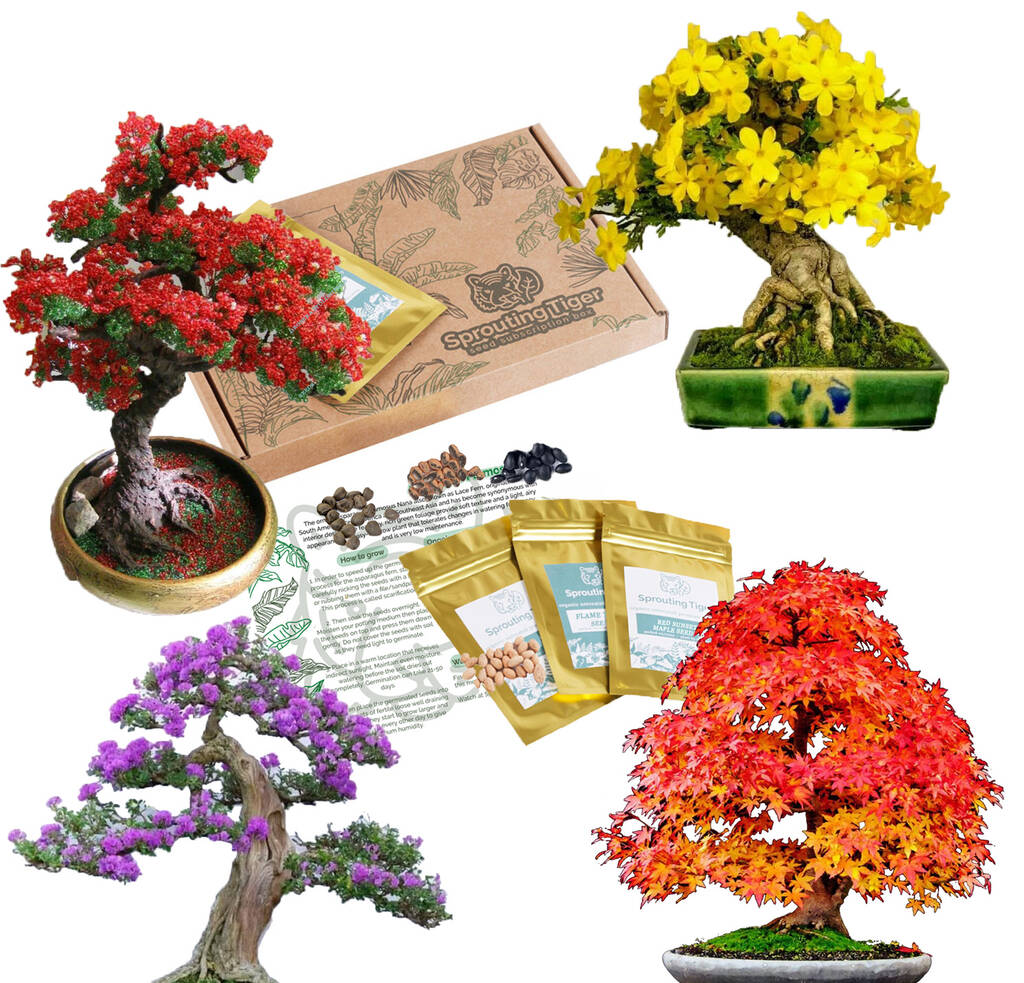 BONSAI TREE KIT. Grow 6 OF Your OWN Bonsai Trees from Seeds WITH