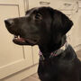 Coco And Pink Harris Tweed Dog Lead, thumbnail 4 of 4