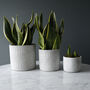 Sunburst Concrete Pot Collection, thumbnail 2 of 3