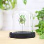 Glorious Scarab Beetle Insect Bug Moth Butterfly Bell Jar Entomology Taxidermy Interior Design Home Decor Cloche Modern Display Gift Ornament, thumbnail 1 of 3