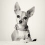 Professional Pet Photoshoot Experience, thumbnail 2 of 12