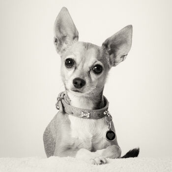 Professional Pet Photoshoot Experience, 2 of 12