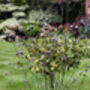 Marble Suncatcher Perfect For Adding Colour And Movement To Your Garden, thumbnail 6 of 10