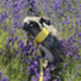 Yellow Leather Whippet Collar And Matching Lead Set, thumbnail 7 of 12