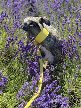 Yellow Leather Whippet Collar And Matching Lead Set, 7 of 12