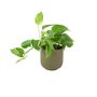 Golden Pothos In 12cm Pot – Easy Care Air Purifying Houseplant, thumbnail 3 of 7
