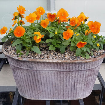 Viola 'Deep Orange' Six X Plant Pack, 3 of 6