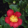 Scented Red Camellia Plant Gift For All Occasions, thumbnail 1 of 2