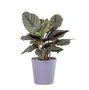 Houseplant Calathea Ornata 'Prayer Plant' In 13cm Pot, thumbnail 1 of 5