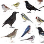 British Garden Birds Illustrated Print, thumbnail 6 of 6