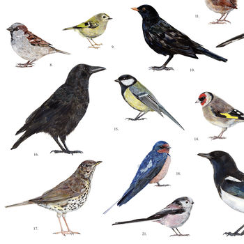 British Garden Birds Illustrated Print, 6 of 6