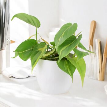 Philodendron Brasil Trailing Plant In 12cm Pot, 7 of 7