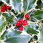 Holly Plant Ilex 'Silver Queen' One X One Litre Pot, thumbnail 1 of 5
