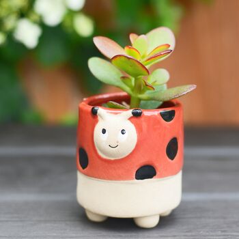 Bee Ladybird Planter With Choice Of Plant, 3 of 3