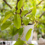 Houseplant Philodendron Lemon Lime Full Plant 13cm Pot, thumbnail 5 of 5