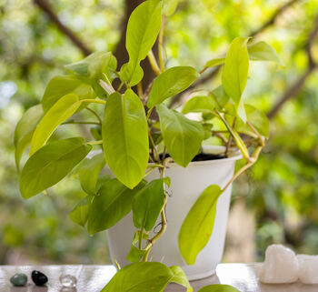 Houseplant Philodendron Lemon Lime Full Plant 13cm Pot, 5 of 5