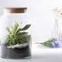 Medium Half Open Terrarium Bottle 7 L Glass Display, thumbnail 1 of 2