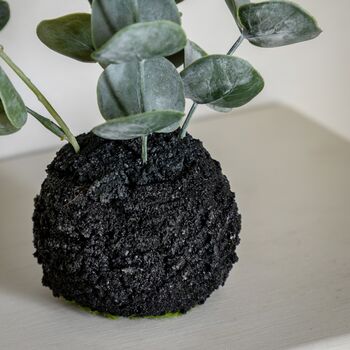 Eucalyptus In Soil, 4 of 8