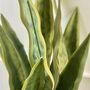 Artificial Sansevieria In Pot, thumbnail 3 of 7