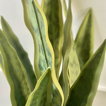 Artificial Sansevieria In Pot, 3 of 7
