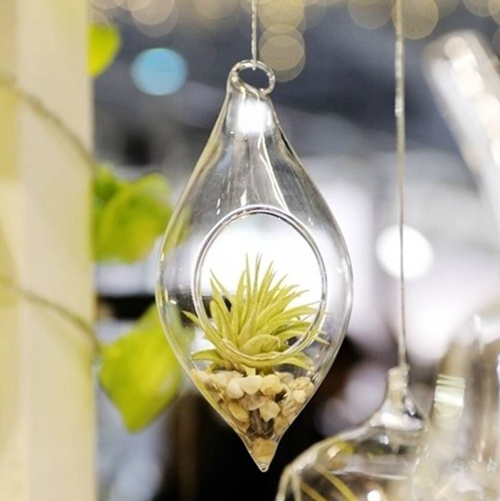 Hanging Glass Vase Tillandsia Christmas Home Decoration By DingaDing