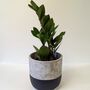 Hand Painted Large Indoor Concrete Plant Pot, thumbnail 6 of 8