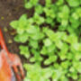 Mint Plants 'Peppermint', thumbnail 2 of 8