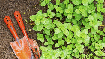 Mint Plants 'Peppermint', 2 of 8