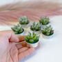 Agave Succulent Tealight Candle Gift Set, thumbnail 9 of 9