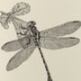 Y Is Yellow Side Clubtail Dragonfly Illustration Print, thumbnail 4 of 6