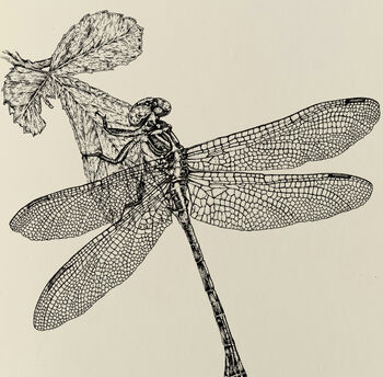 Y Is Yellow Side Clubtail Dragonfly Illustration Print, 4 of 6